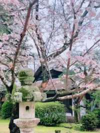 Samurai Blossoms and Petal Dreams at Kikko Park, Yamaguchi