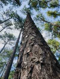 The Baekun Mountain Natural Recreation Fores