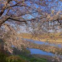 청주 벚꽃 명소 🌸