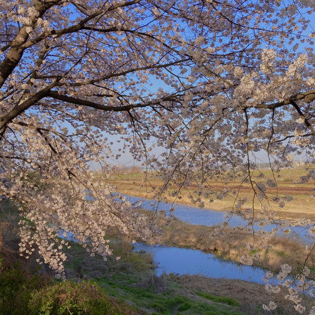 청주 벚꽃 명소 🌸