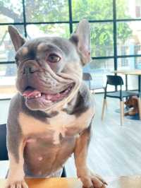 คาเฟ่น้องหมา พัทยา ฟินมากกก! 🐶