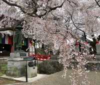 🌸【枝垂櫻與靜心古寺的邂逅】春日私藏景點：水戶大師六地藏寺一日小旅行