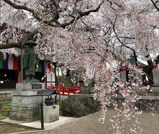 🌸【枝垂櫻與靜心古寺的邂逅】春日私藏景點：水戶大師六地藏寺一日小旅行