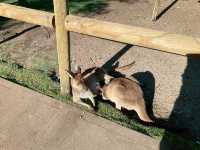 A Day at Caversham Wildlife Park