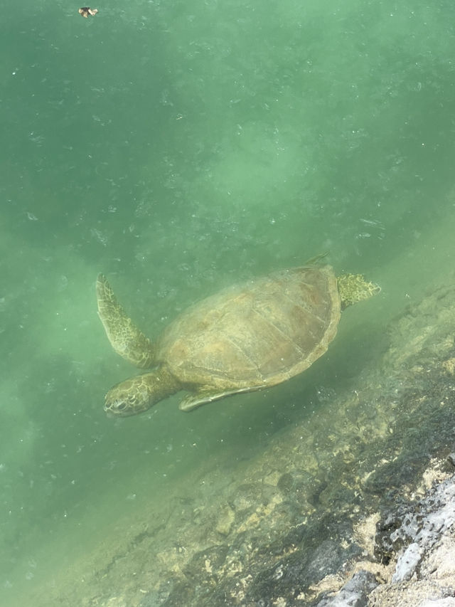 🌊 세부 바다 위 하루, 호핑투어 🐠☀️