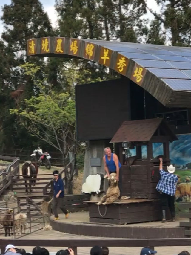 台灣小瑞士「清境農場」 🐑 綿羊互動體驗萌翻全場💕