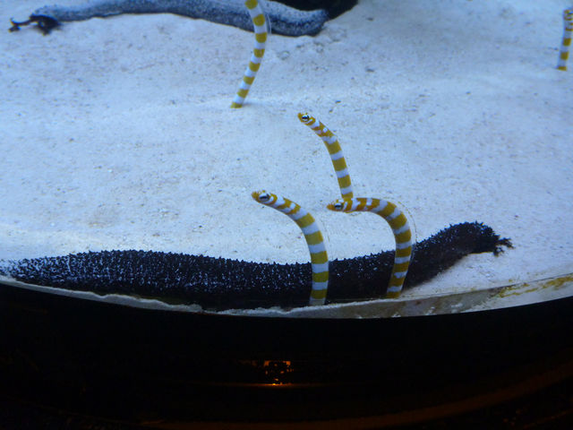 世界の美ら海水族館🐬🐋🏝️