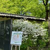 🇰🇷 Deoksugung Palace — A Tranquil Escape Near Myeongdong! 🌸🏯