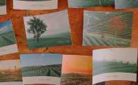 ไร่ชาฉุยฟง ที่เที่ยวเชียงราย ถ่ายรูปสวย 