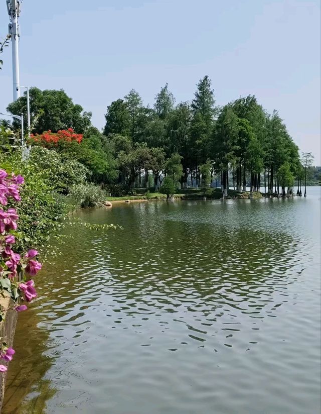 🏞️ 松山湖生態園區