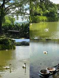 Singha Park, Chiangrai