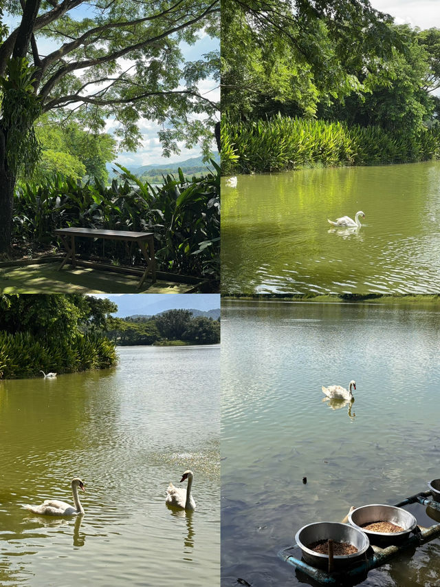 Singha Park, Chiangrai