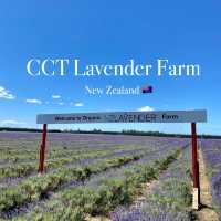 Southern Hemisphere's Largest Organic Lavender Farm is OPEN! 💜🌿