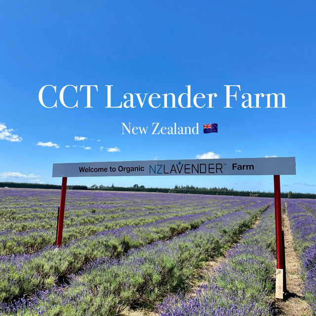 Southern Hemisphere's Largest Organic Lavender Farm is OPEN! 💜🌿