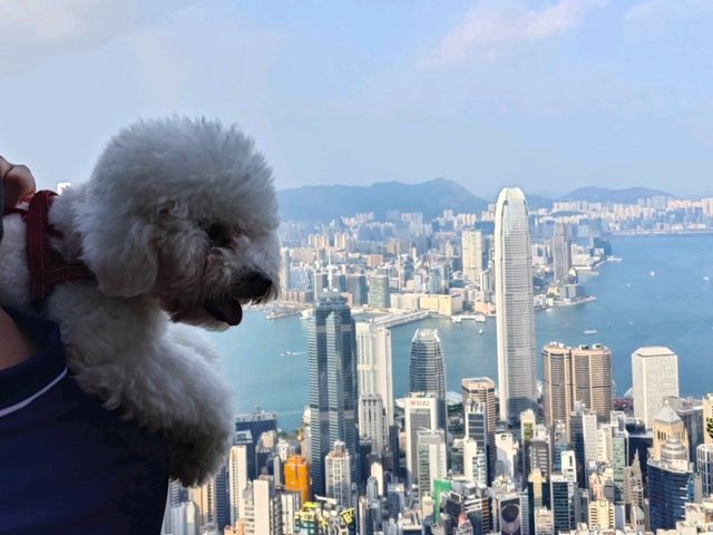 🌃✨ **香港浮世繪｜維港與廟街的魔幻對照記** 🏮🚢  