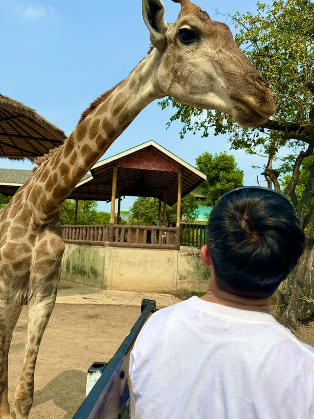 泰國大城包車一日遊 Sriayuthaya Lion Park  動物互動 