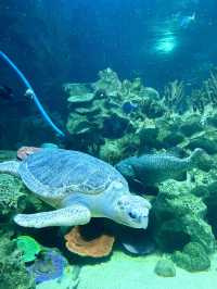 Aquaria KLCC: A Must-Visit Family Adventure This Summer! 