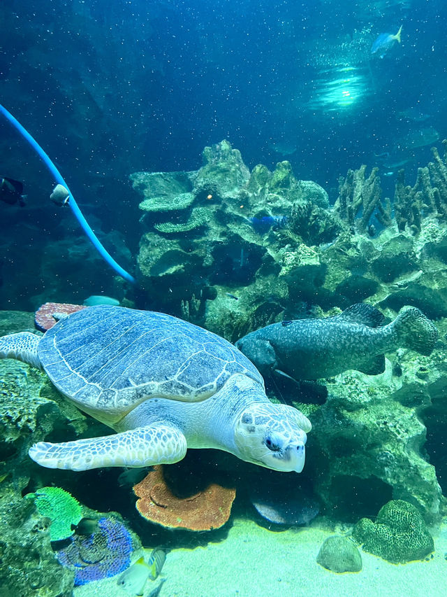 Aquaria KLCC: A Must-Visit Family Adventure This Summer! 