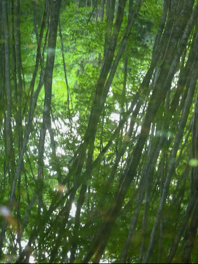 静けさと美しさに包まれる森。美人林で心ほどけるひととき🌳