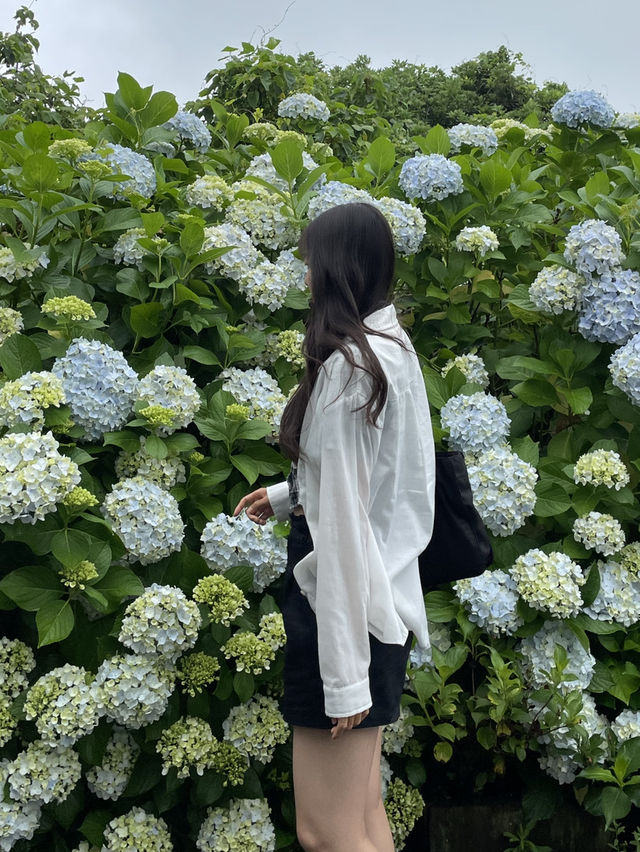 제주도 수국 명소, 카멜리아 힐