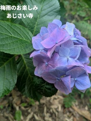常林寺 紫陽花寺