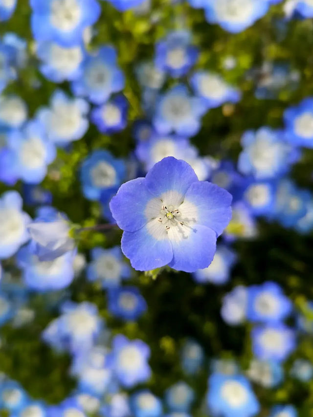 【国営明石海峡公園】海と花とアートが融合する、淡路島の癒しパーク旅🌼🎨
