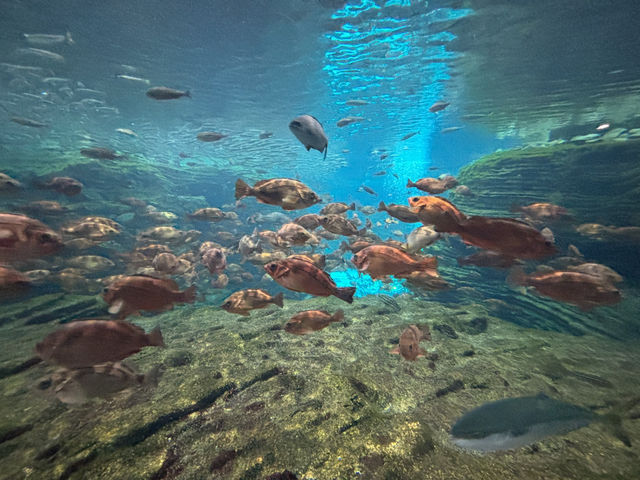 上越市立水族博物館（色調非常漂亮）