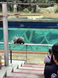 ไปหาน้องเอวา🐯ที่เชียงใหม่