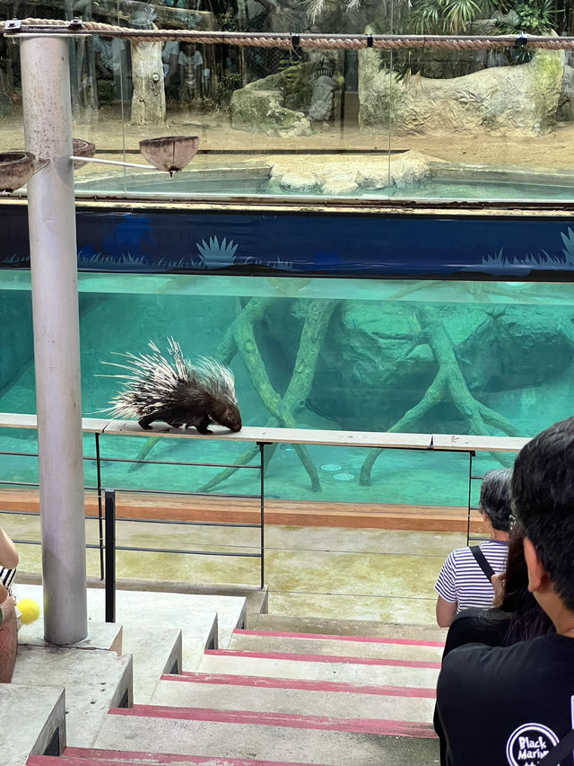 ไปหาน้องเอวา🐯ที่เชียงใหม่