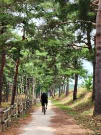 🚴‍♂️강원도 고성여행, 자연 속 자전거 한 바퀴 "송지호 둘레길 자전거대여소"🚴‍♀️