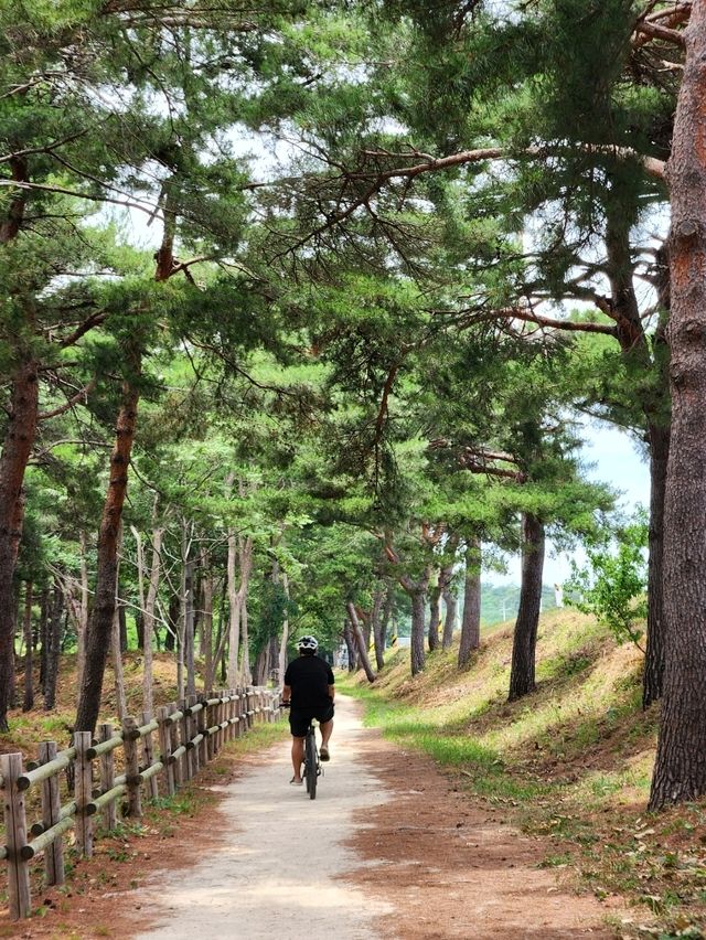 🚴‍♂️강원도 고성여행, 자연 속 자전거 한 바퀴 "송지호 둘레길 자전거대여소"🚴‍♀️