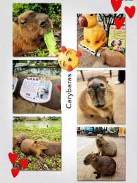 Have a fun day in this farm !! Carybaras, Alphaca!