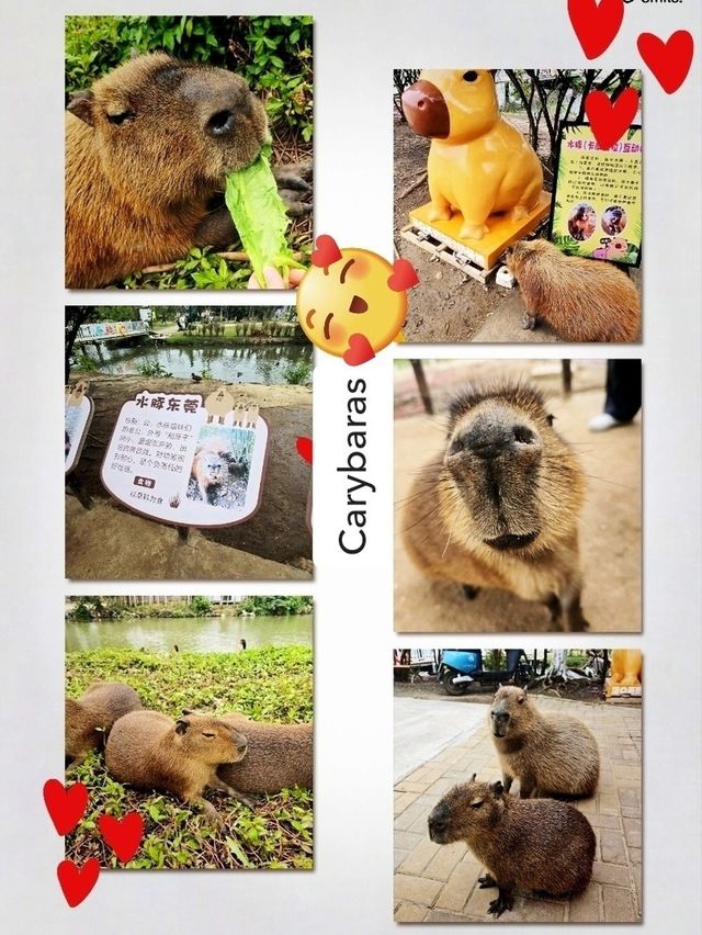 Have a fun day in this farm !! Carybaras, Alphaca!