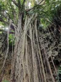 【太古の森で癒しの冒険】神秘の洞窟と森が広がる「ガンガラーの谷」