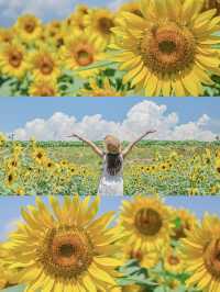 山梨の人気ひまわりスポットをご紹介🌻