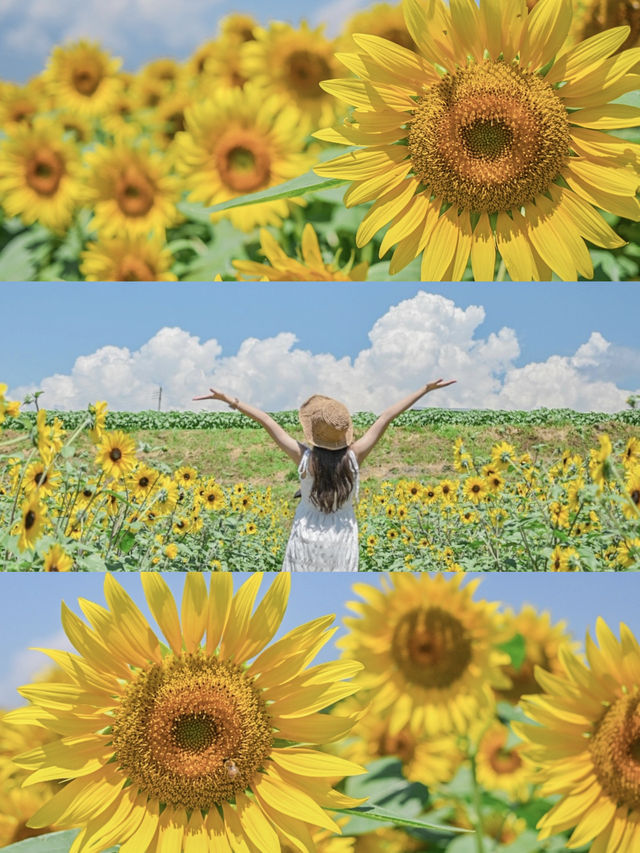 山梨の人気ひまわりスポットをご紹介🌻