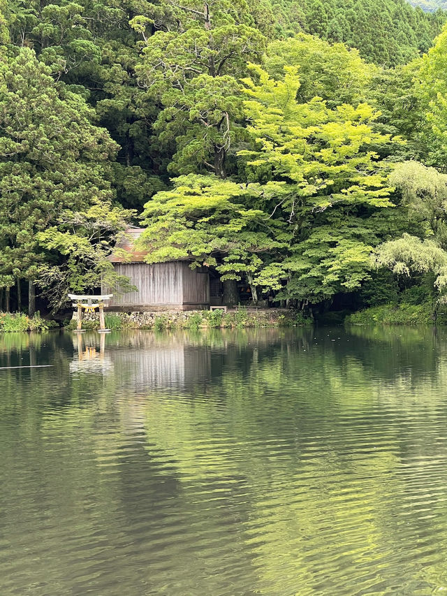 🌿由布院 + 太宰府一日浪漫遊｜夢幻金鱗湖＋文化滿載太宰府天滿宮✨