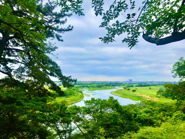 【田園調布から多摩川へ行き紫陽花、多摩川台古墳群、亀甲山古墳、多摩川浅間神社】