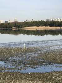 【千葉　習志野　谷津干潟公園と谷津バラ園】 