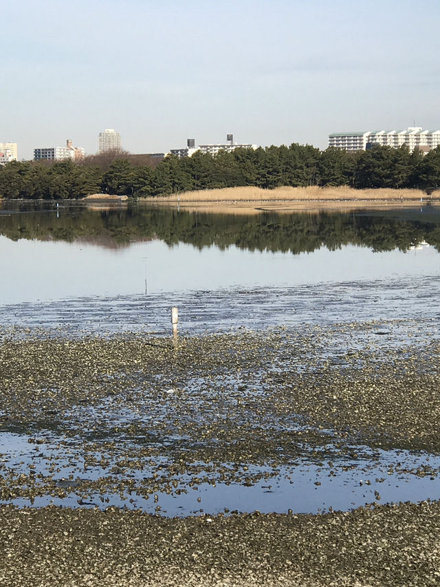 【千葉　習志野　谷津干潟公園と谷津バラ園】 