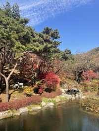 리솜 포레스트 정원 산책