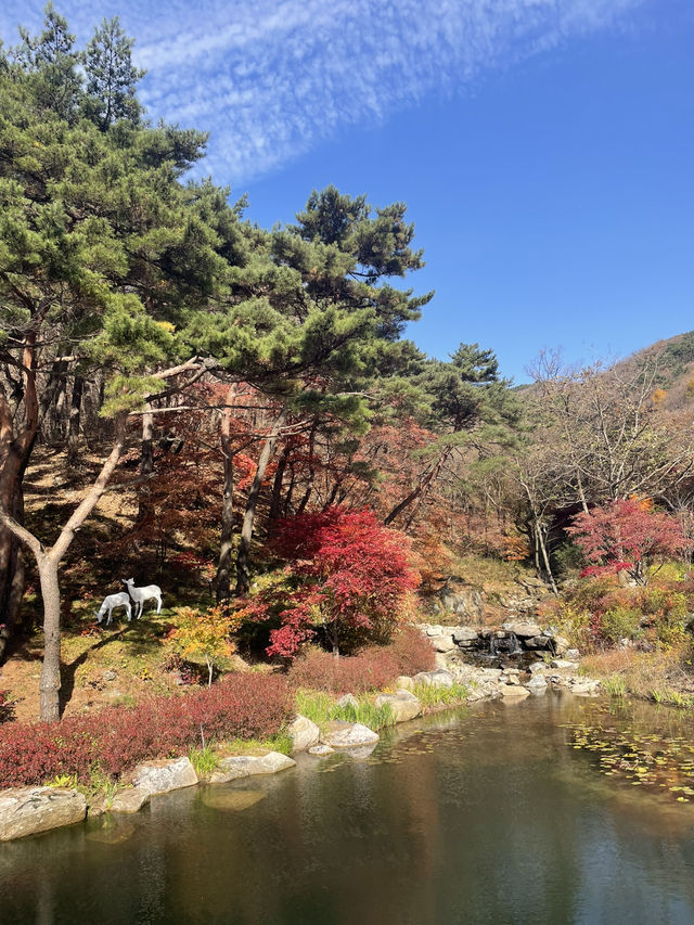 리솜 포레스트 정원 산책