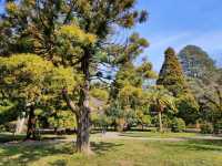 Leaf It All Behind at Batumi Botanical Garden