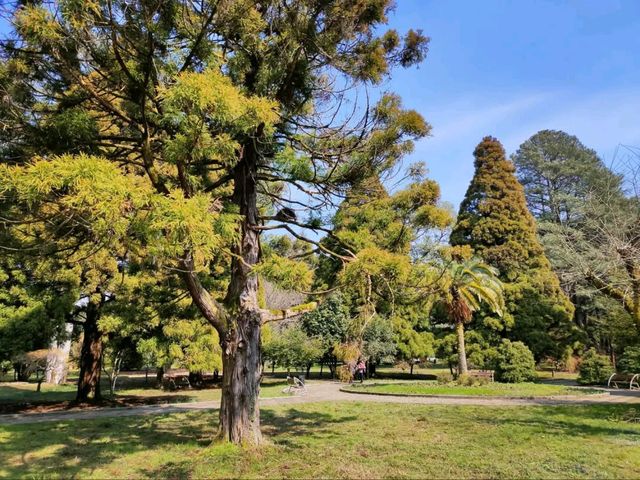 Leaf It All Behind at Batumi Botanical Garden