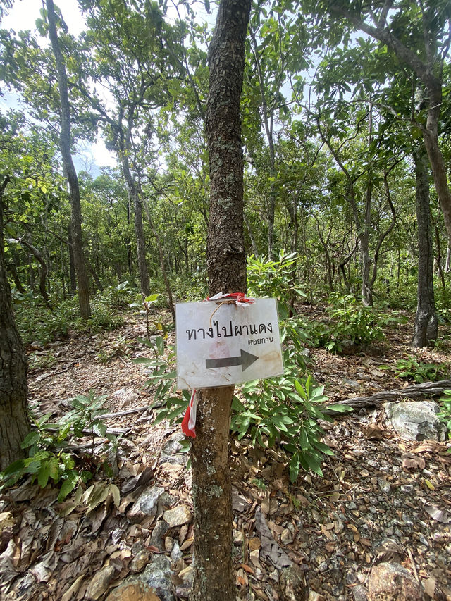 จุดชมวิวผาแดง ดอยกาน อำเภอบ้านโฮ่ง จังหวัดลำพูน
