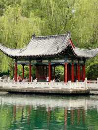 Zhenzhu Spring 🍃 
