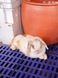 The Bunny’s Hut Cafe คาเฟ่น่ารักนครปฐม