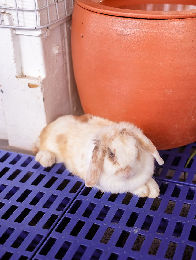 The Bunny’s Hut Cafe คาเฟ่น่ารักนครปฐม