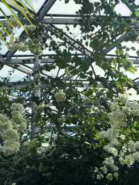 🌿都会のオアシスで、南国植物に癒される新宿御苑 温室 