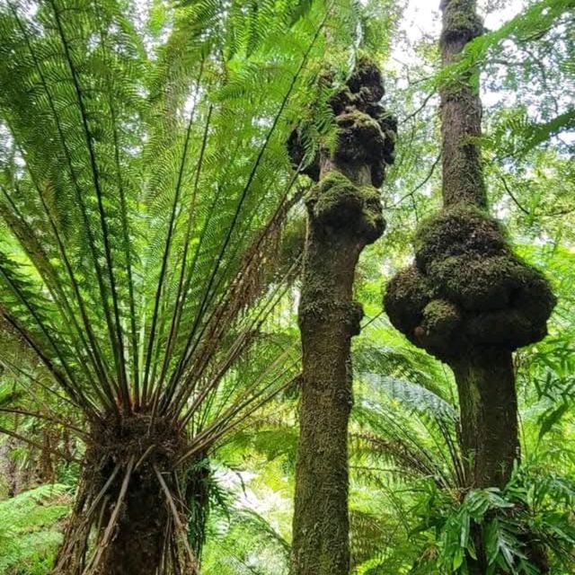 Heron Island